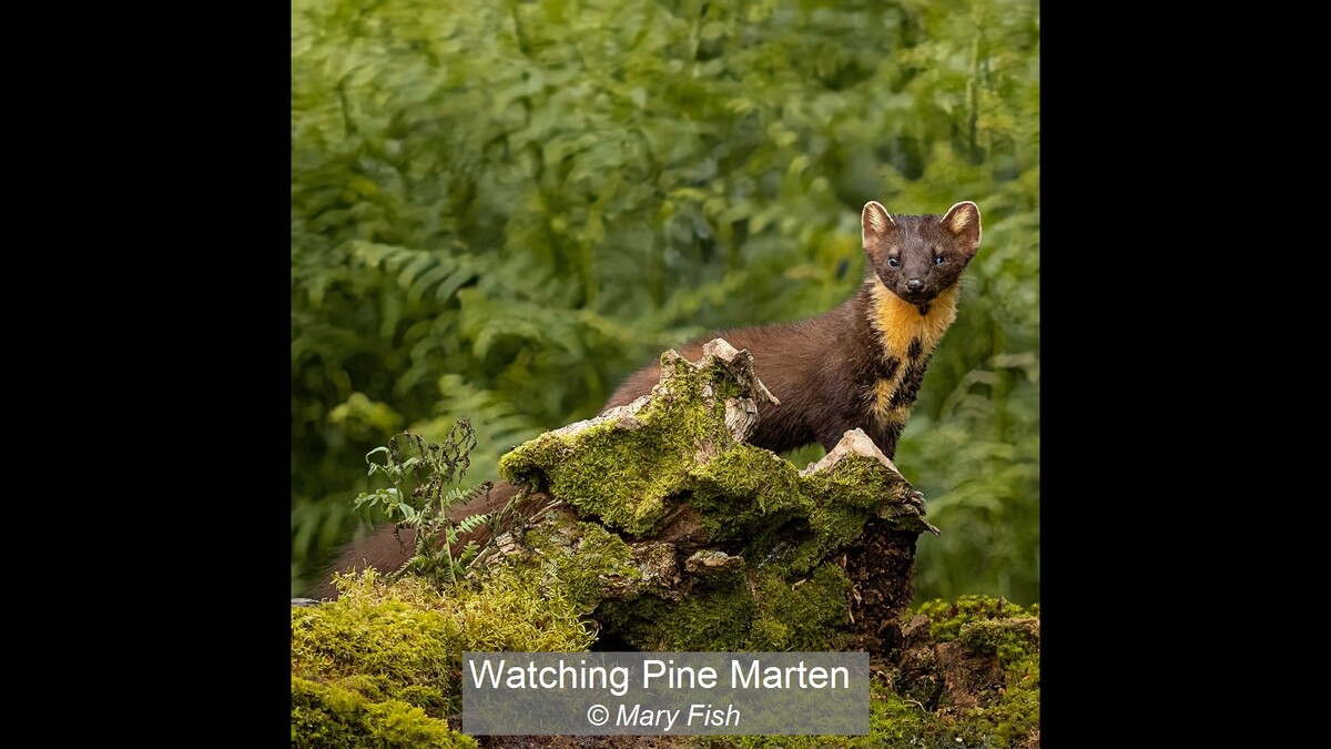 Watching Pine Marten